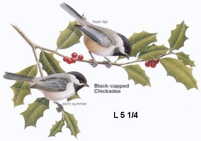 Black-capped Chickadee