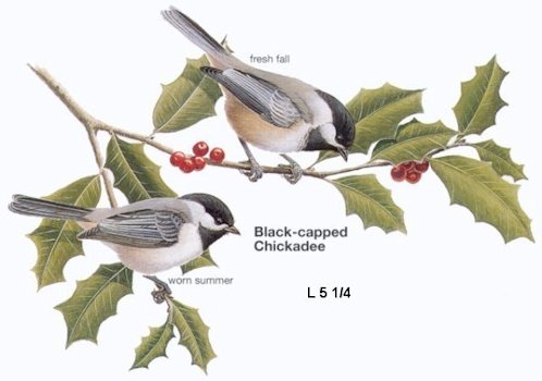 Black-capped Chickadee