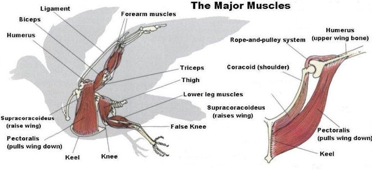 Bird Muscle System - Page 1