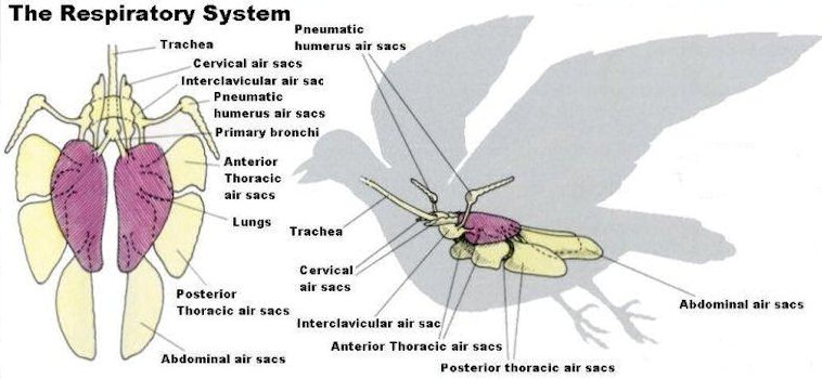 Avian Respiratory System