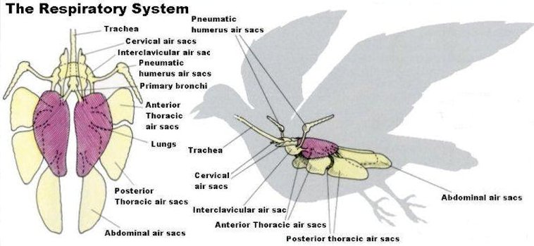 alligator respiratory system