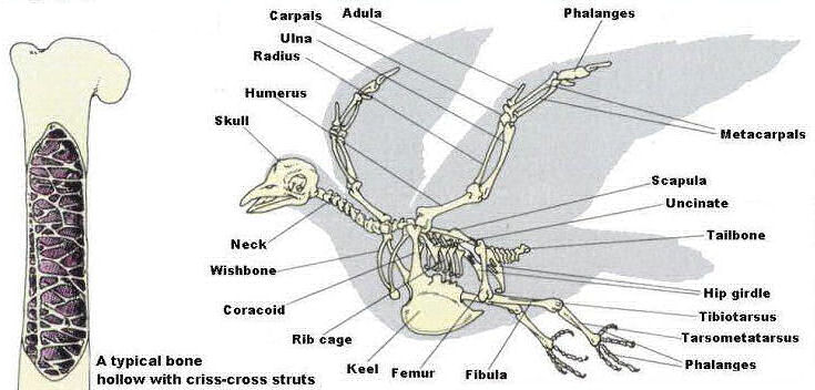 Avian Skeleton