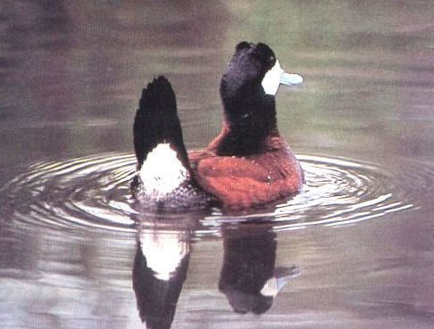 Rhinoceros Auklet