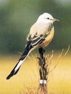 Scissor-tailed Flycatcher