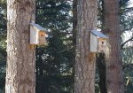 Tree Swallow Nests