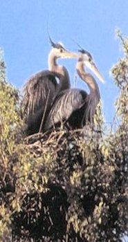 Great Blue Herons