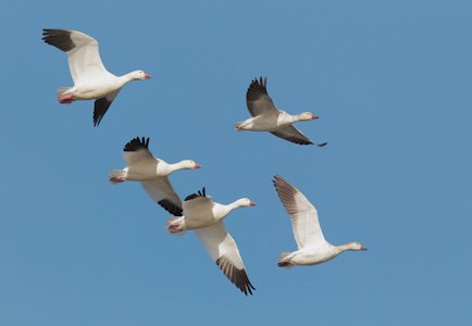 Snow Geese