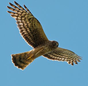 Northern Harrier