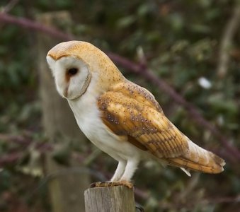 Barn Owl