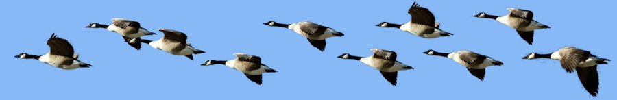 Tundra Swans