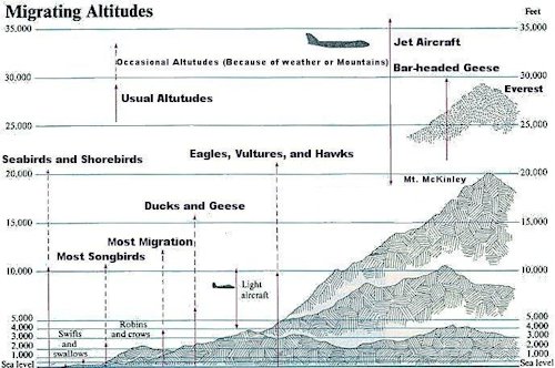 Bird Migration Altitudes