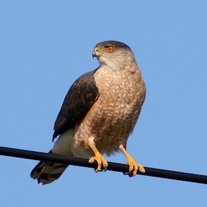 Cooper's Hawk