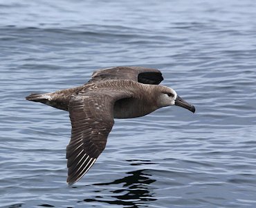 Black-Footed Albatross