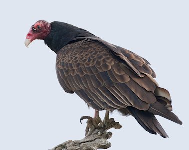 Turkey Vulture