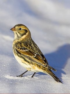 Lapland Longspur 