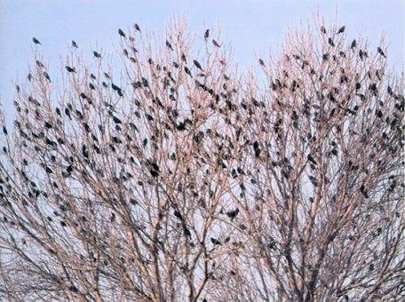Flock of Blackbirds 