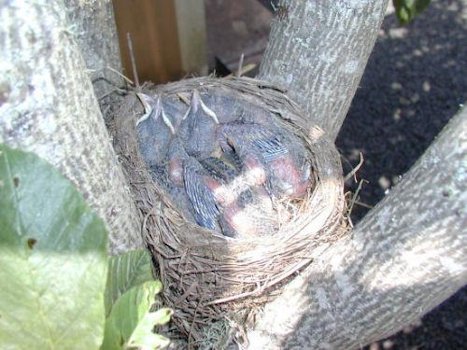 Robin Chicks