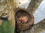 Robin Chicks