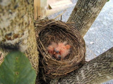 Birds Chicks