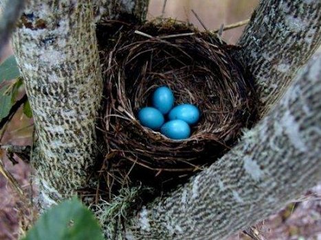 color of Robin Egg Blue.