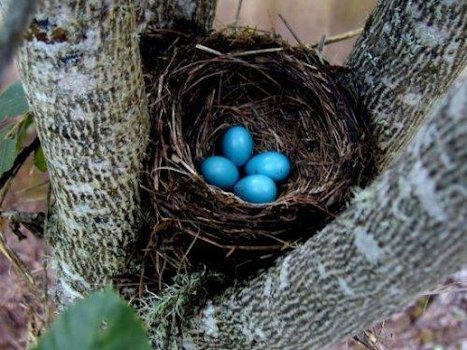 Robin Eggs