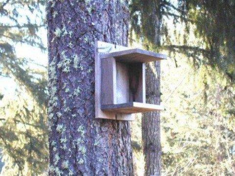 A Robin Nest