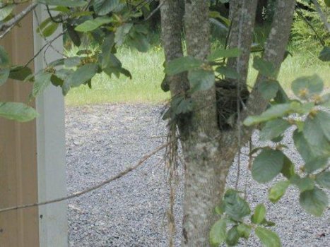 Robin Nesting
