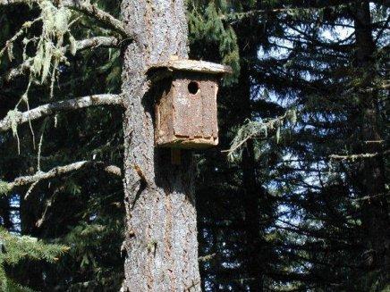 Screech Owl Nest