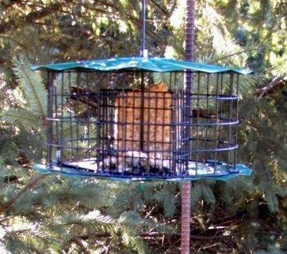 Suet Feeder in a Cage