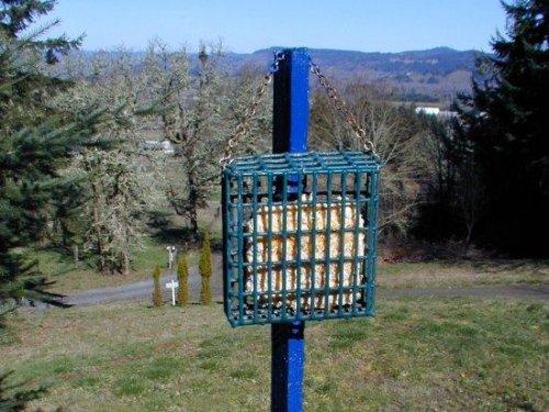 Suet Feeder