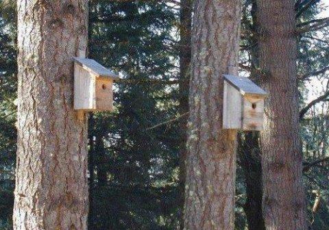 Swallow Nests