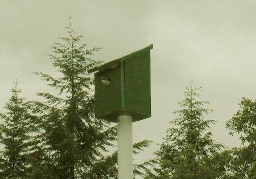 Tree Swallow Nesting