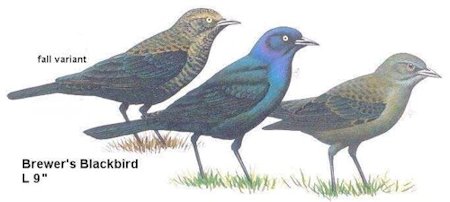 Brewer's Blackbird