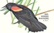 Redwing Blackbird