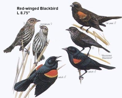 Red-winged Blackbird