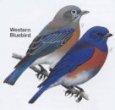 Western Bluebird