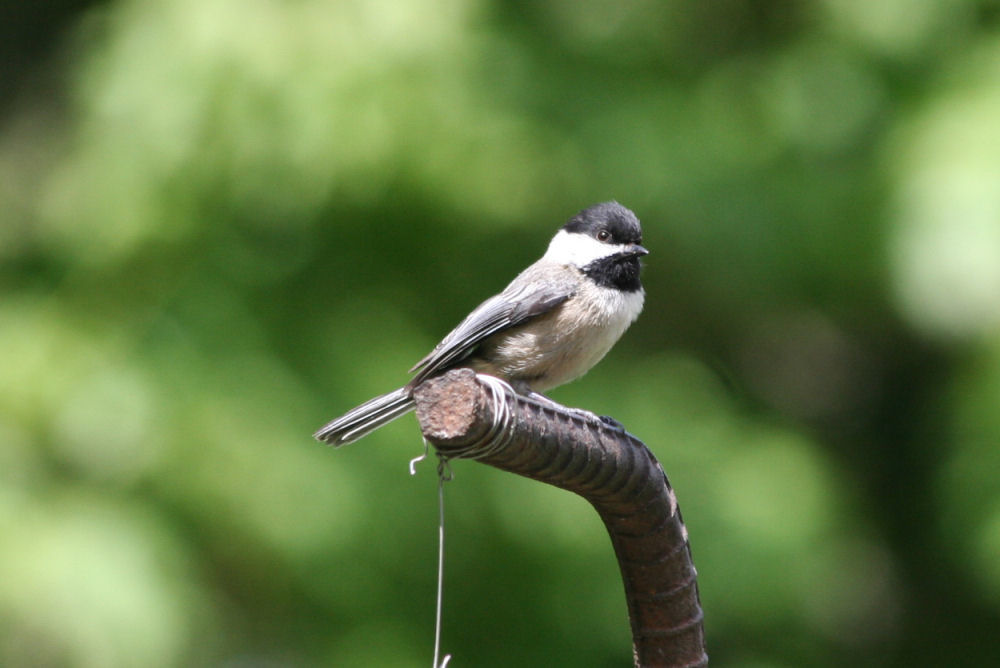 Black-capped Chickadee