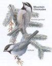 Mountain Chickadee