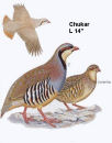 Chukar