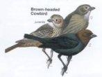 Brown-Headed Cowbird