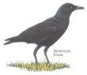 American Crow