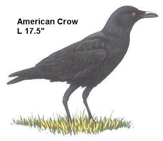 American Crow