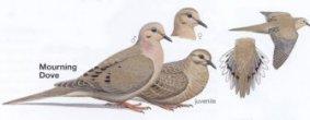 Mourning Dove