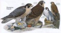 Peregrine Falcon