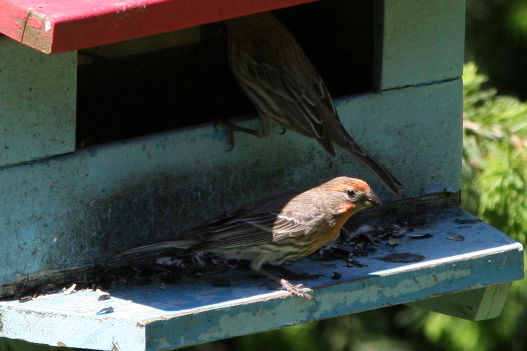 Male Cassin's Finch