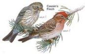 Cassin's Finch