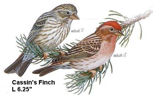 Cassin's Finch