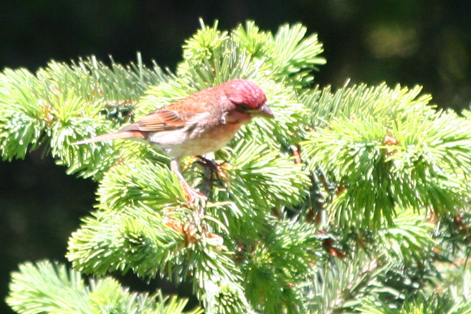 House Finch