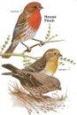 House Finch