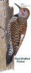 Northern Flicker